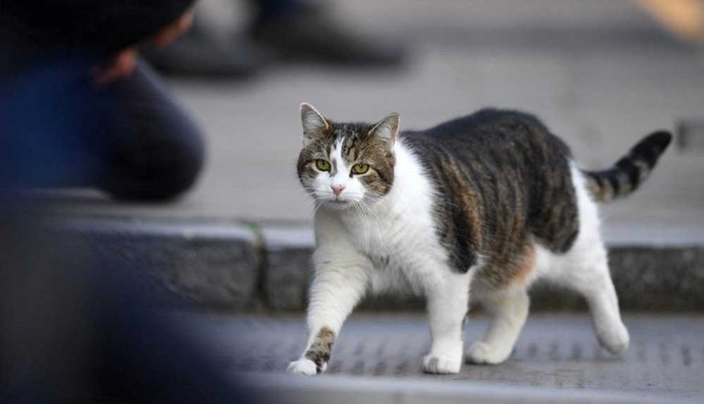 Rüyada kedi görmek ne anlama gelir? Rüyada yavru kedi görmek anlamı