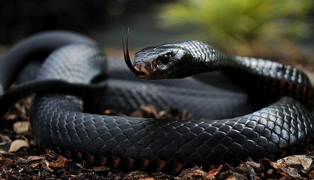 Rüyada-yılan-görmek-ne-demek--Rüyada-yılan-sokması-ne-anlama-gelir-