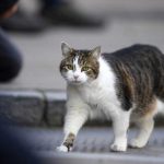 Rüyada-kedi-görmek-ne-anlama-gelir--Rüyada-yavru-kedi-görmek-anlamı