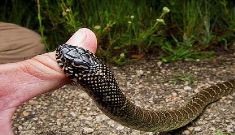 Rüyada yılan görmek ne demek? Rüyada yılan sokması ne anlama gelir?