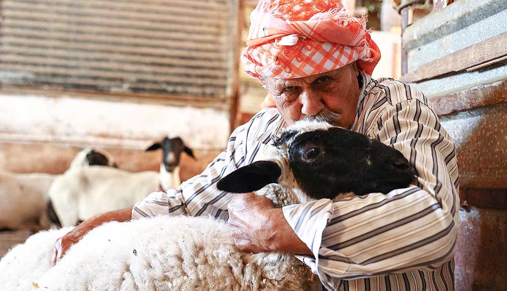 Sakız-koyunu-yetiştiriciliğine-adanmış-bir-ömür-2