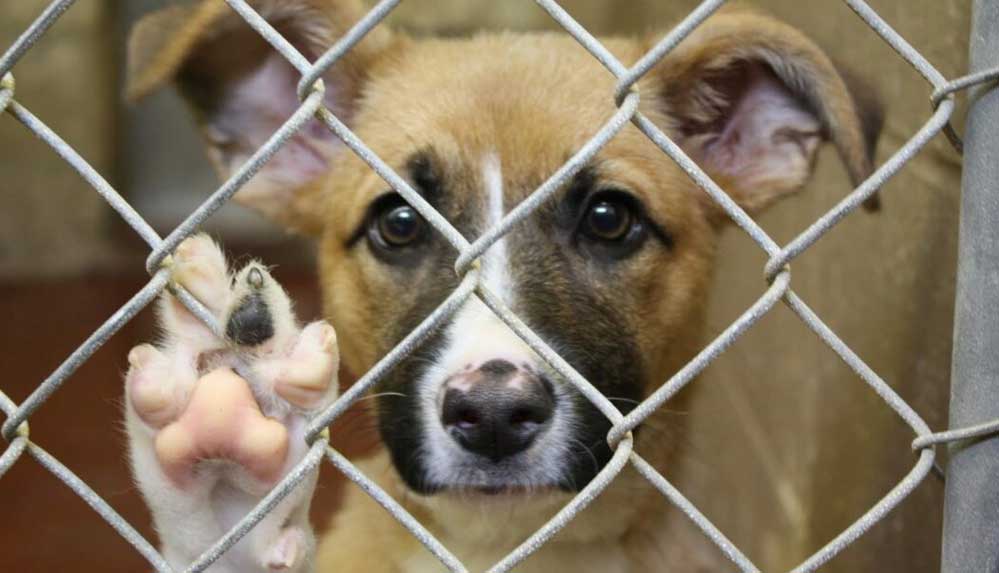 'Save a dog' bağışı nedir, nasıl yapılır? 4 'Save-a-dog'-bağışı-nedir,-nasıl-yapılır-