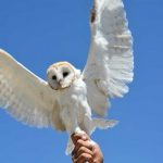 Şanlıurfa'da-yaralı-bulunan-peçeli-baykuş-korumaya-alındı