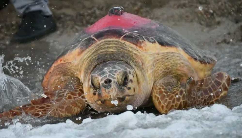Uydudan-izlenen-caretta-caretta-296-günde-Antalya'dan-Tunus'a-ulaştı