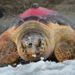 Uydudan-izlenen-caretta-caretta-296-günde-Antalya'dan-Tunus'a-ulaştı