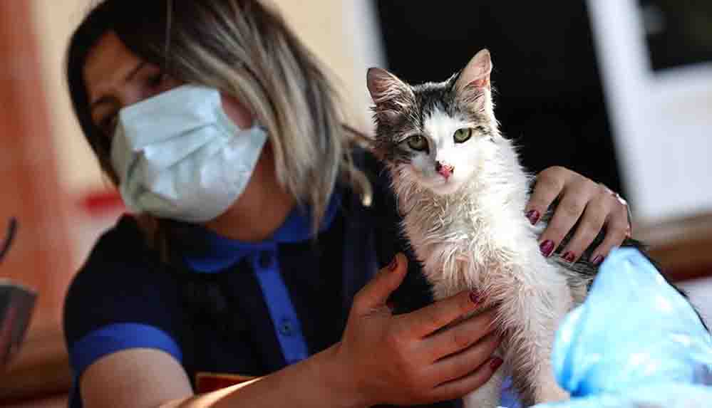 Yangında kurtarılan kediyi İzmir itfaiyesi sahiplendi