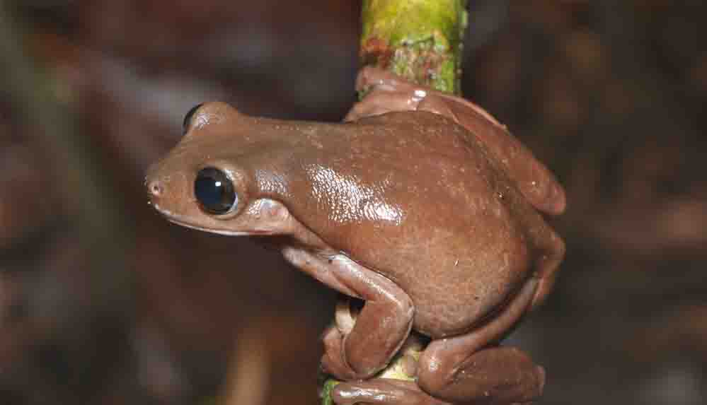 Yeni Gine yağmur ormanları yeni bir tür: Çikolata kurbağa