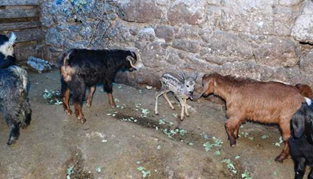 Yırtıcı hayvanlardan kaçan karacaya yavrusu ölen keçi annelik ediyor