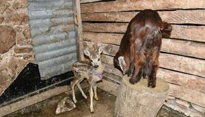 Yırtıcı hayvanlardan kaçan karacaya yavrusu ölen keçi annelik ediyor