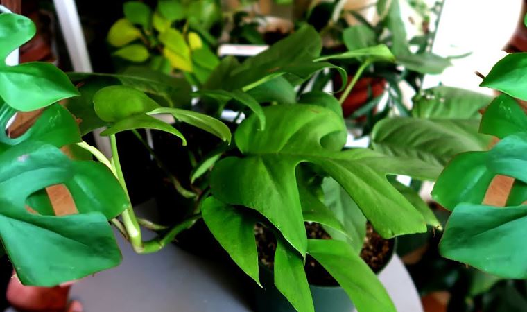 Ev bitkisi açık artırmada 160 bin lirayı gördü