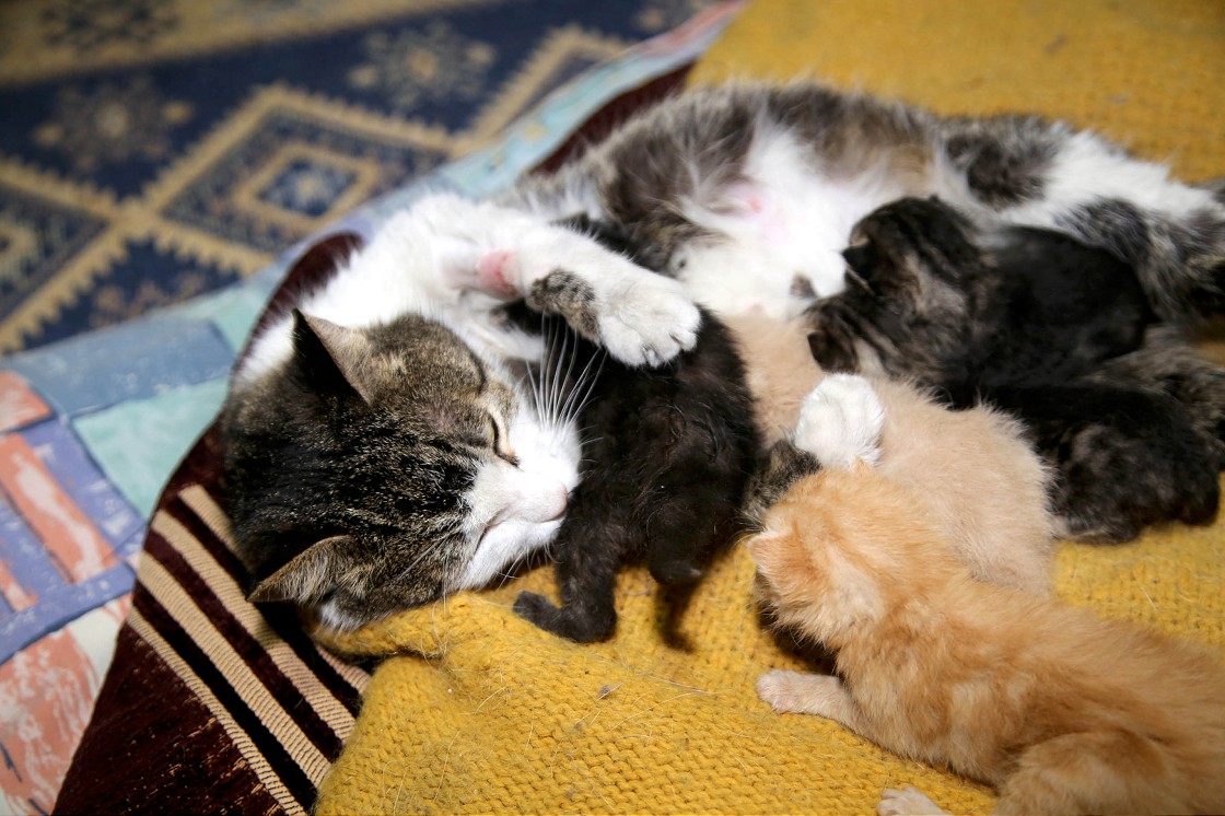 Yavruları ölen kedi, annelerini kaybeden yavrulara kucak açtı