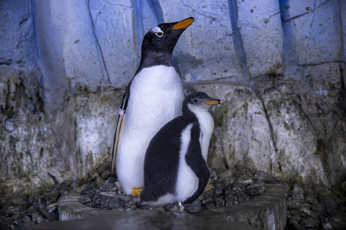 Türkiye'nin ikinci bebek kutup pengueni ilgi odağı oldu
