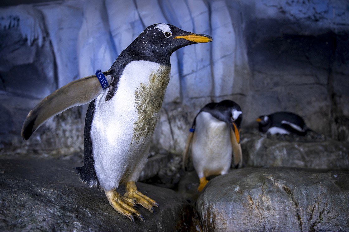 Türkiye'nin ikinci bebek kutup pengueni ilgi odağı oldu