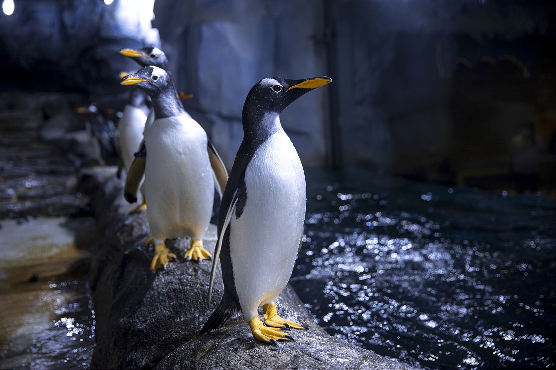 Türkiye'nin ikinci bebek kutup pengueni ilgi odağı oldu