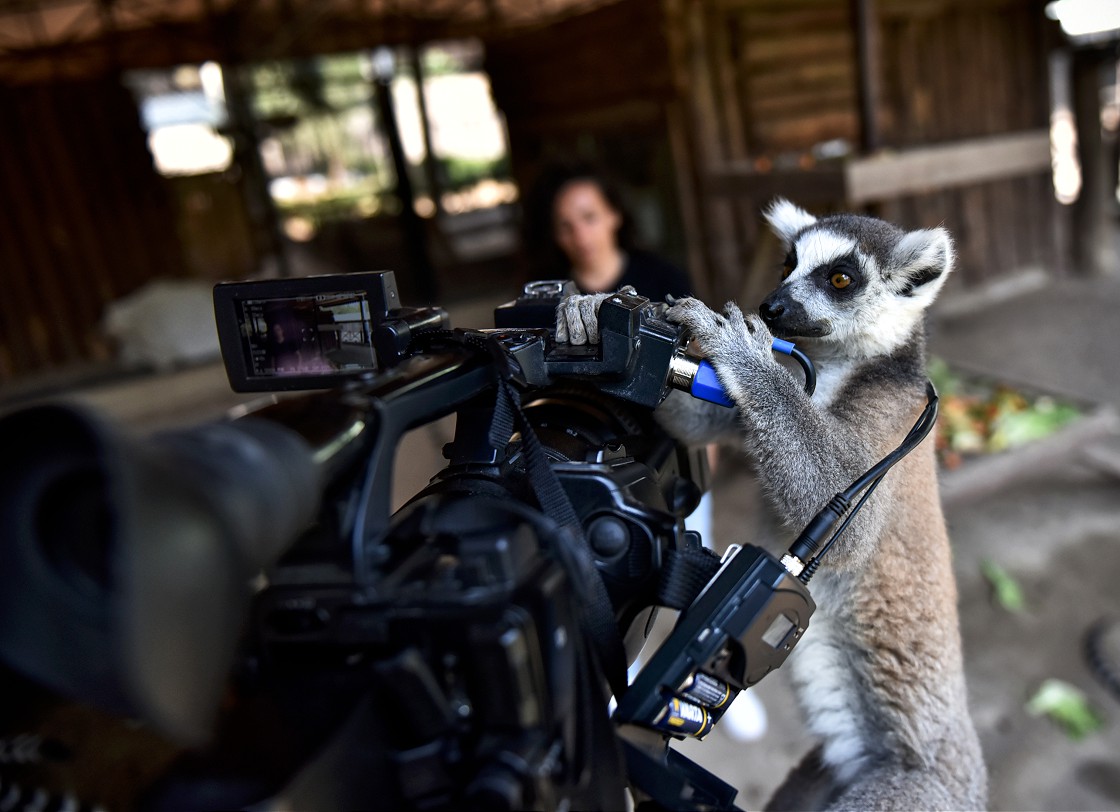 Tarsus Doğa Parkı'nın 'Madagaskarlı' sakinleri: Lemurlar