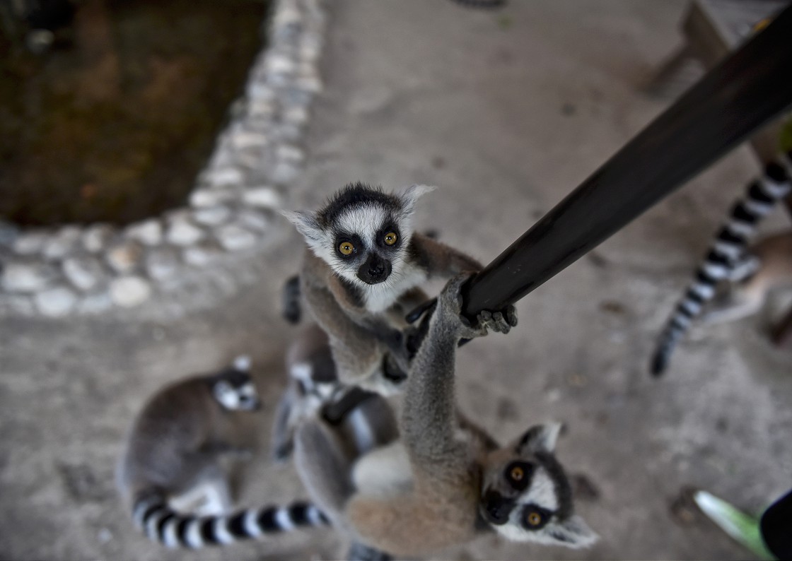 Tarsus Doğa Parkı'nın 'Madagaskarlı' sakinleri: Lemurlar