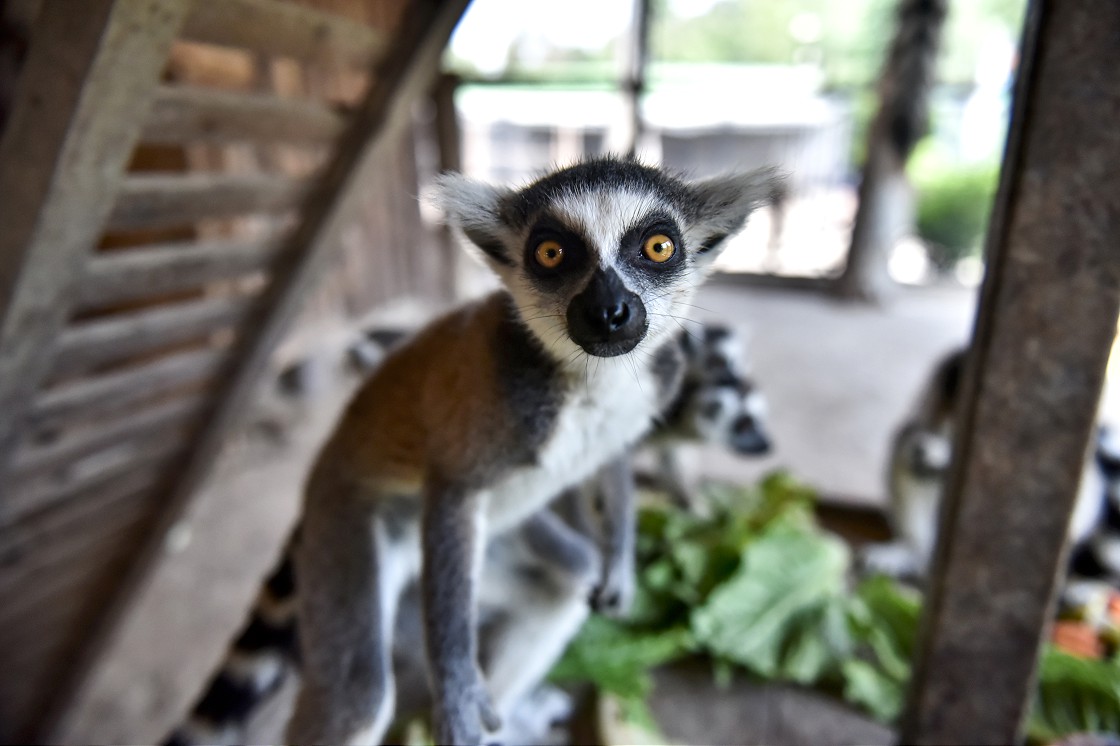 Tarsus Doğa Parkı'nın 'Madagaskarlı' sakinleri: Lemurlar
