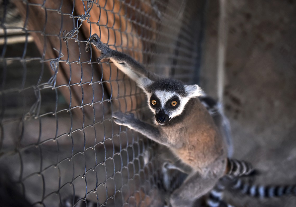 Tarsus Doğa Parkı'nın 'Madagaskarlı' sakinleri: Lemurlar