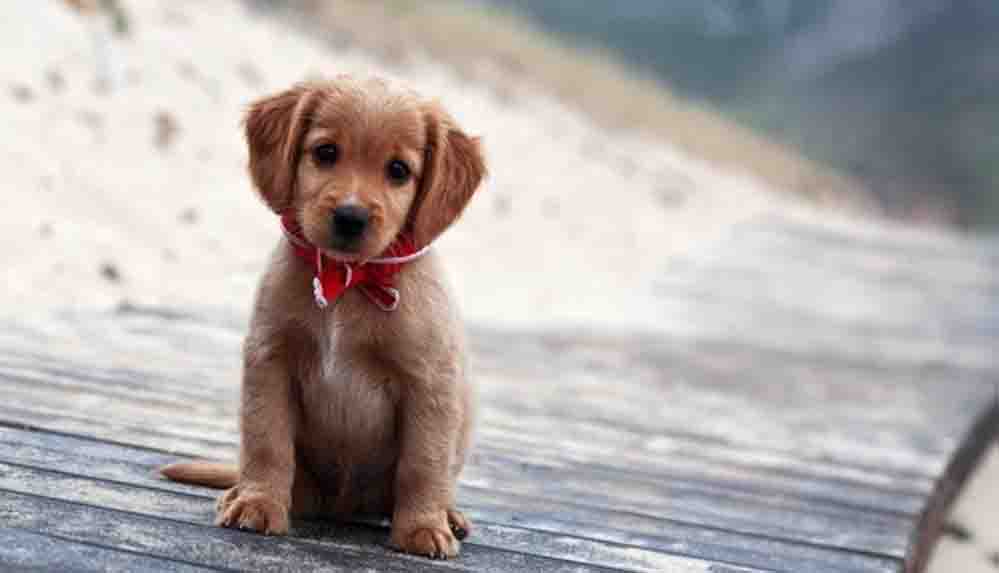 ABD, Türkiye'yi kuduz riski yüksek ülkeler kategorisine aldı