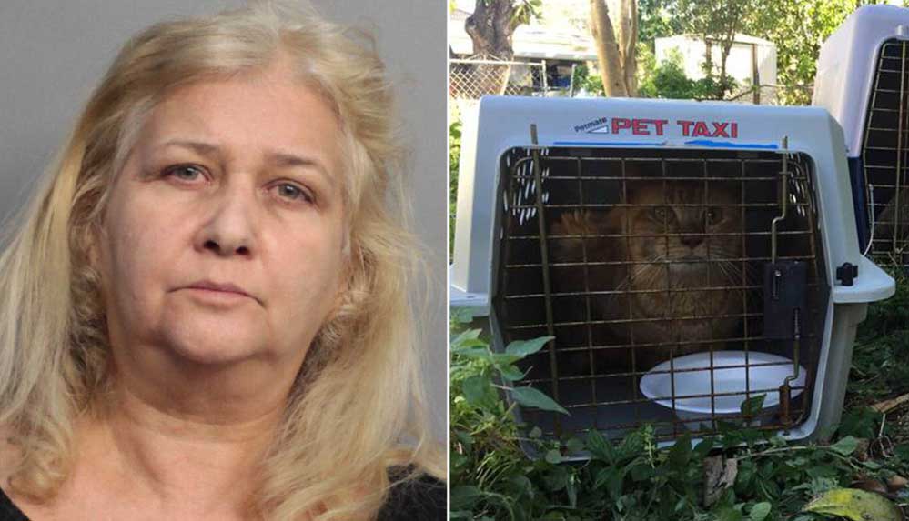 ABD'de kedileri aç bırakıp işkence eden kişiye hapis cezası