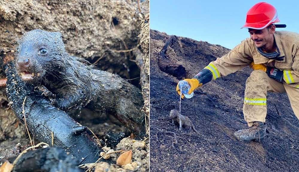 Adana'daki-orman-yangınında-2-sansar-yavrusu-orman-işçileri-tarafından-kurtarıldı