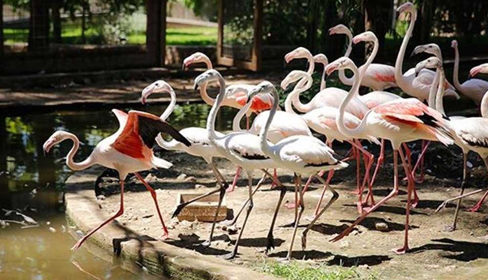 Antalya'da-satılmak-üzereyken-ele-geçirilen-21-flamingo-koruma-altına-alındı