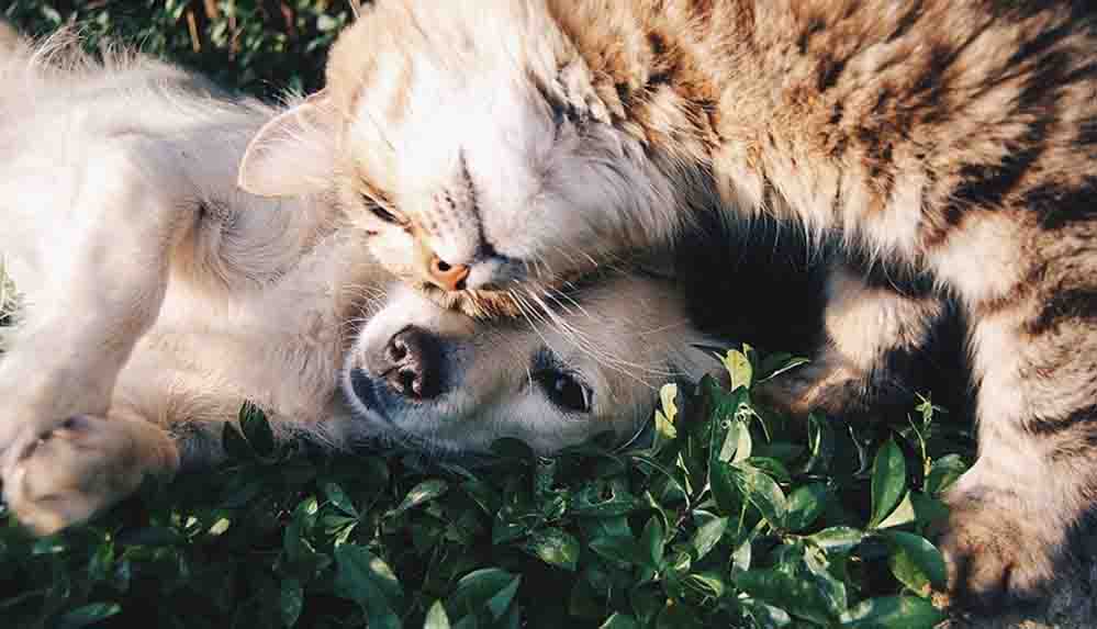 Araştırma ortaya çıkardı: Covid-19 evcil kedi ve köpeklerde yaygın görülüyor