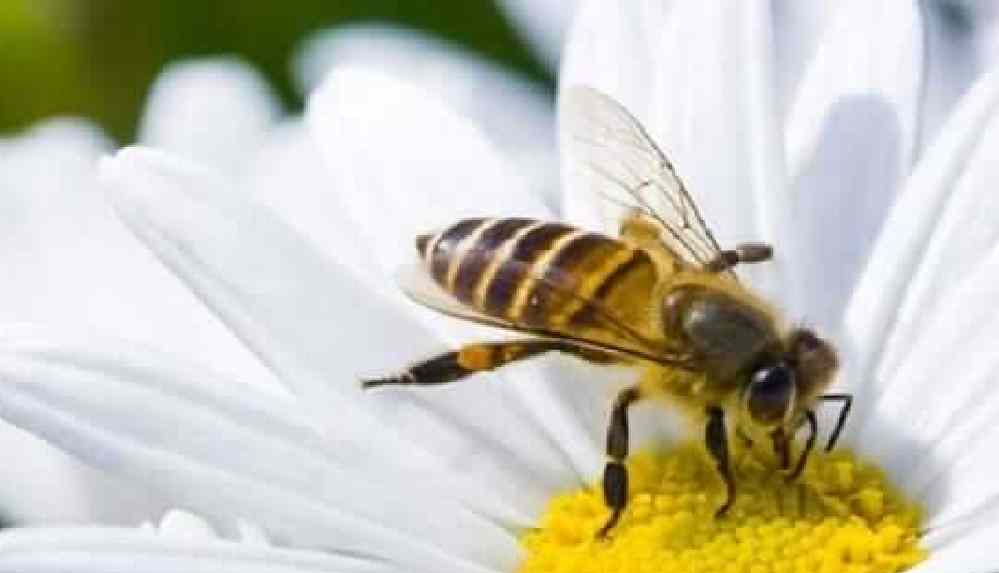 Arı sokması ölüme neden olur mu?