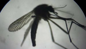 Asya Kaplan Sivrisineği, giysi üzerinden ısırabiliyor ve alerjik reaksiyona yol açabiliyor