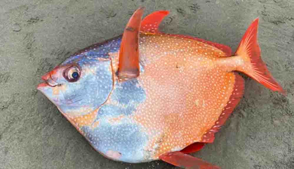 Az rastlanan Opah balığı kıyıya vurdu