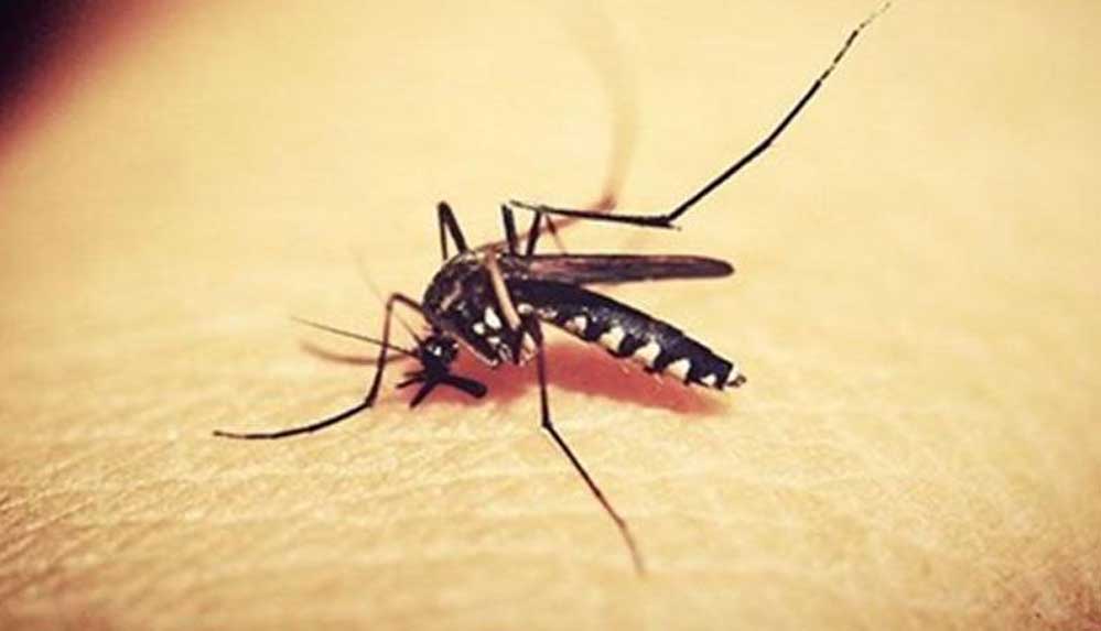 Batı-Nil-Virüsü-nedir--Batı-Nil-Virüsü-belirtileri-ve-tedavi-yöntemleri-nelerdir-