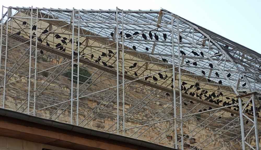 'Bereketin sembolü' kelaynakların sayısı 325'e ulaştı 4 'Bereketin-sembolü'-kelaynakların-sayısı-325'e-ulaştı