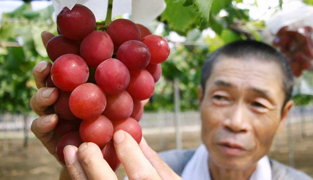 Bir-avuç-kızıl-üzüme-12-bin-700-dolar-ödendi