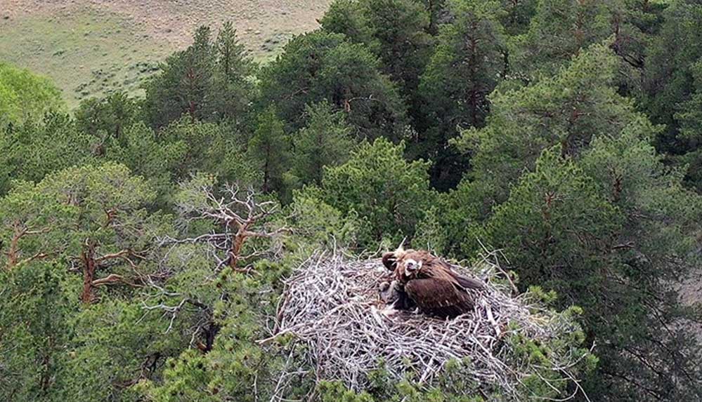 Çam ağacına yuva yapan iki akbaba, yavrularıyla görüntülendi 4 Çam-ağacına-yuva-yapan-iki-akbaba,-yavrularıyla-görüntülendi