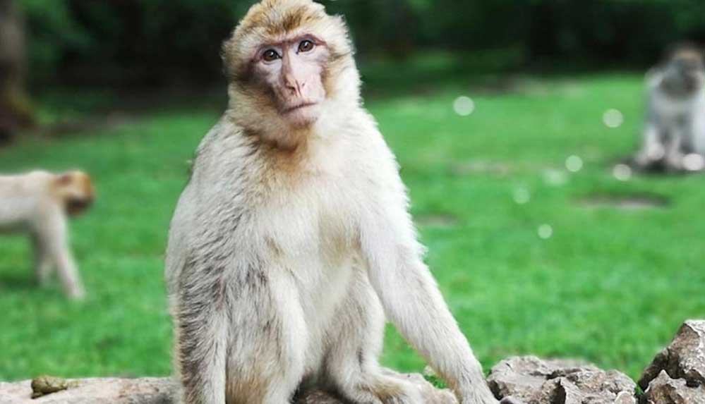 Çin'de "Monkey B" virüsü nedeniyle ilk ölüm gerçekleşti