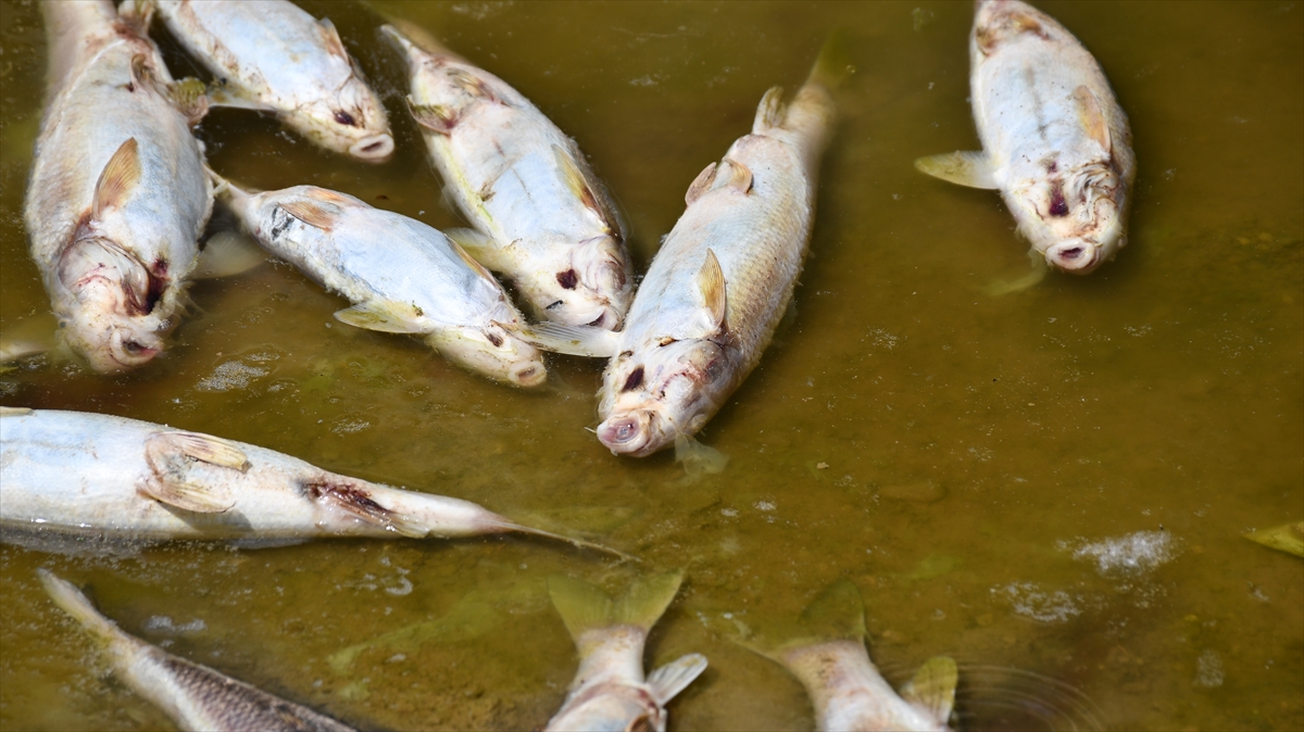 Kızılırmak'taki balık ölümlerinin nedeni belli oldu: Kuraklık kaynaklı oksijen yetersizliği