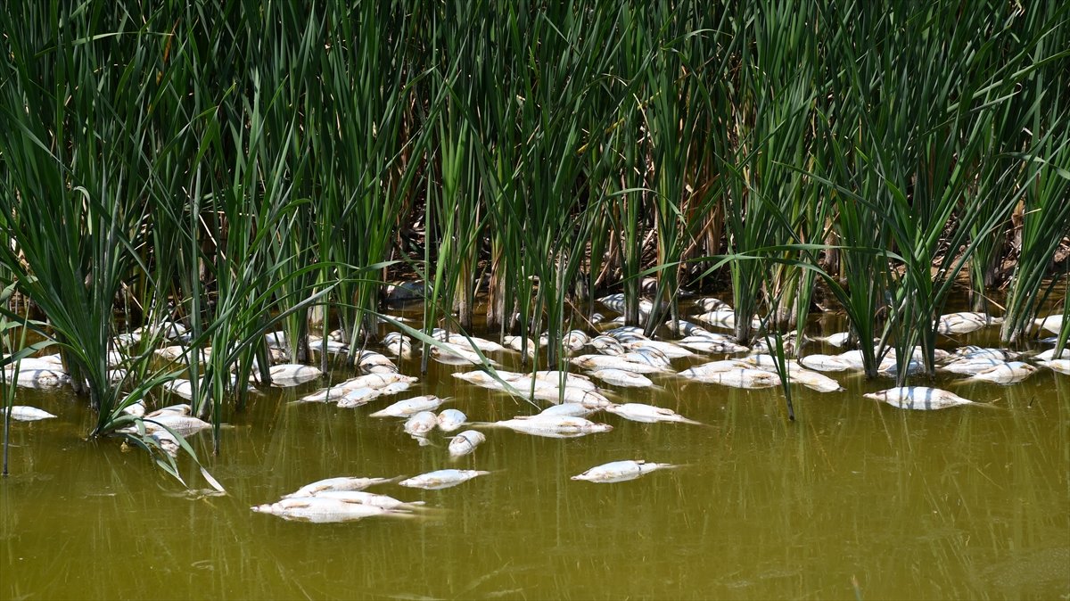 Kızılırmak'taki balık ölümlerinin nedeni belli oldu: Kuraklık kaynaklı oksijen yetersizliği