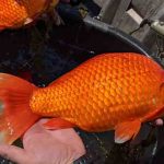 Göle bırakılan Japon balıkları beklenmedik şekilde büyüyüp istilacı oldu