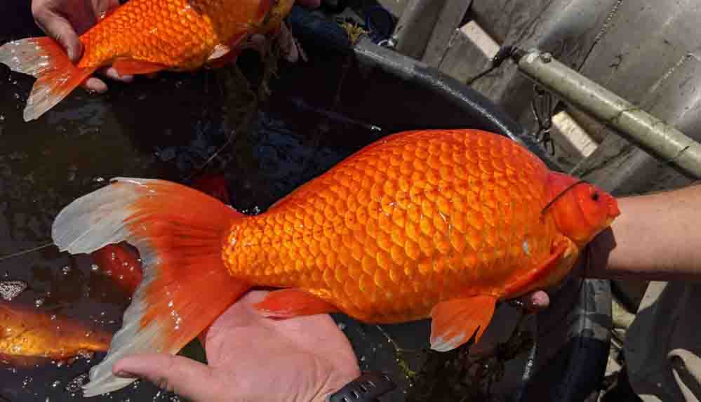 Göle bırakılan Japon balıkları beklenmedik şekilde büyüyüp istilacı oldu