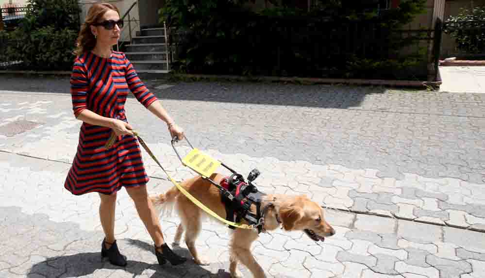 Görme engelli öğretmen, rehber köpeğiyle artık daha özgürce dolaşabiliyor
