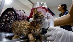 Gönüllü dört veteriner hekim, Manavgat yangınında yaralanan hayvanlar için seferber oldu