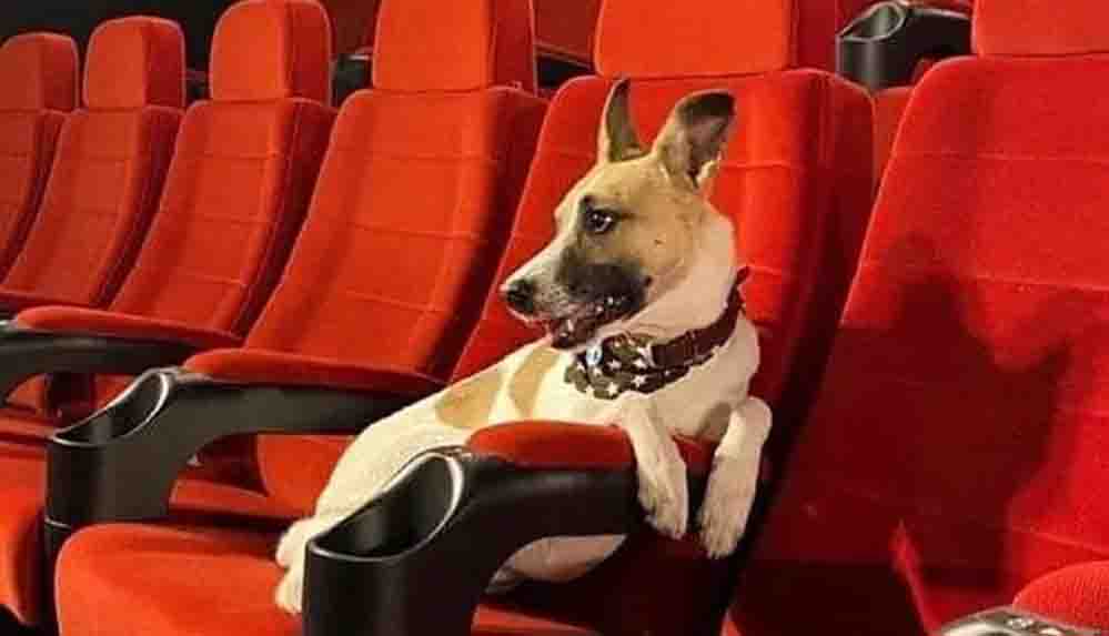 Gump filminde oynayan köpekler galanın yıldızı oldu