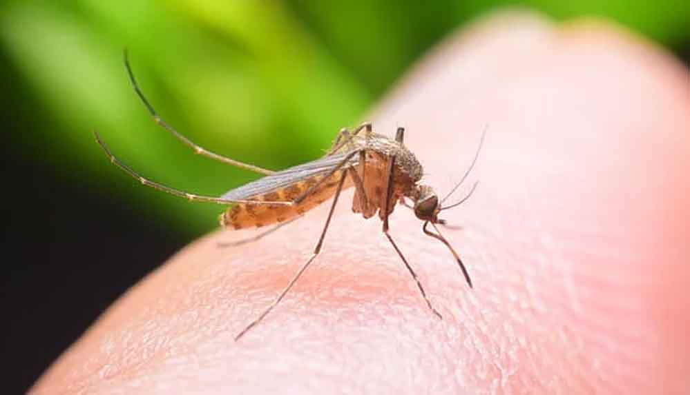Sivrisineklerden kurtulmanın en etkili doğal yolları