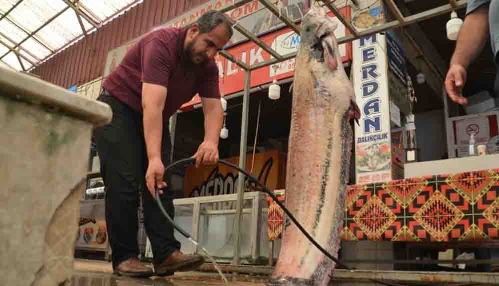 Kahramanmaraş'ta baraj göletinde 130 kilogramlık yayın balığı yakalandı