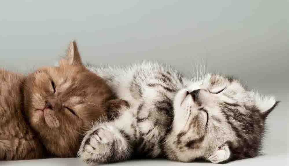 Kediler neden masaj yapar? Kedilerin masaj benzeri davranışlarının rahatlatıcı sırlarını keşfedin