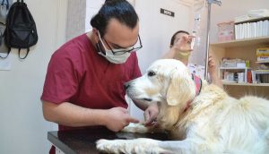 Keşan'da böbrek yetmezliği olan "Mischa" adlı köpeğe kök hücre tedavisi yapıldı