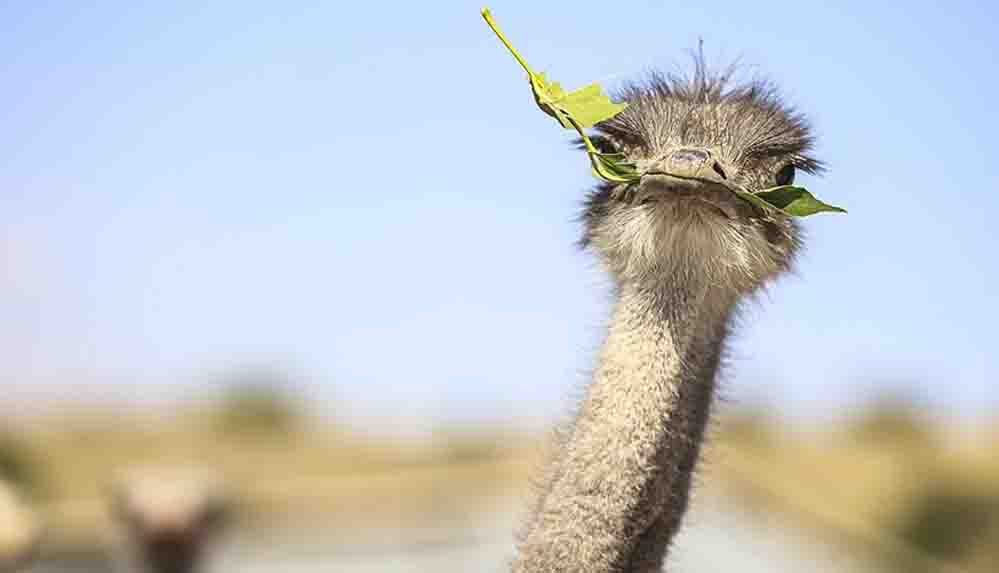 Kırşehir'deki çiftliğinde deve kuşu yetiştiren yurttaş taleplere yetişmekte zorlanıyor