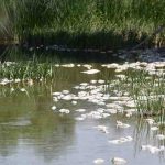 Kızılırmak'taki balık ölümlerinin nedeni belli oldu Kuraklık kaynaklı oksijen yetersizliği