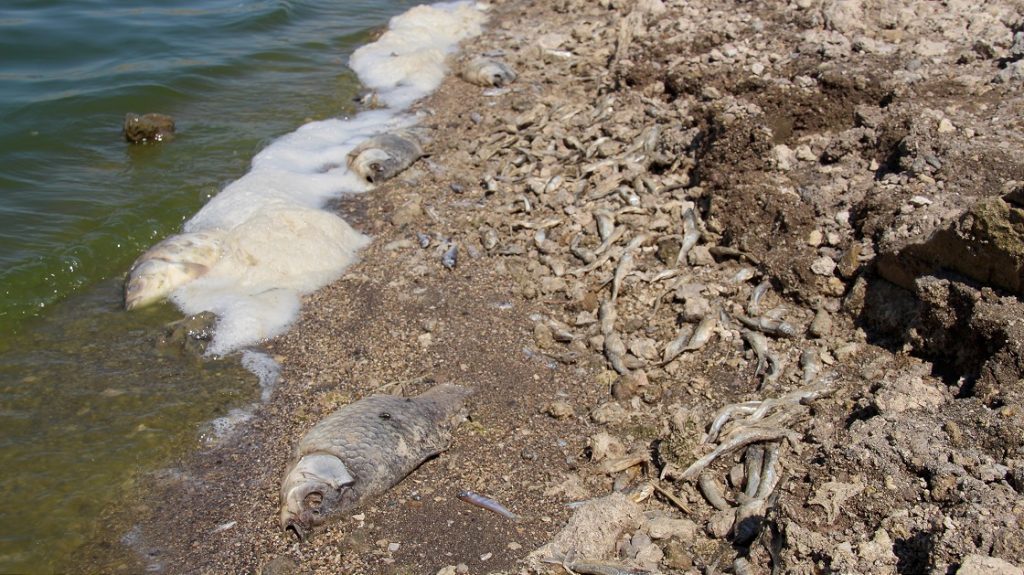 May Barajı'nda yüzlerce balık kuraklık nedeniyle hayatını kaybetti