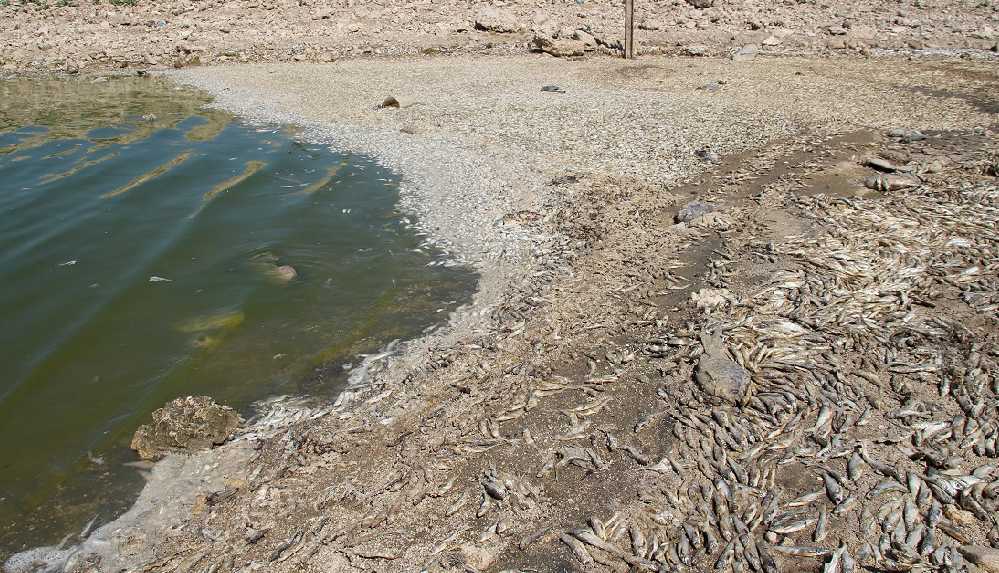 May Barajı'nda yüzlerce balık kuraklık nedeniyle hayatını kaybetti